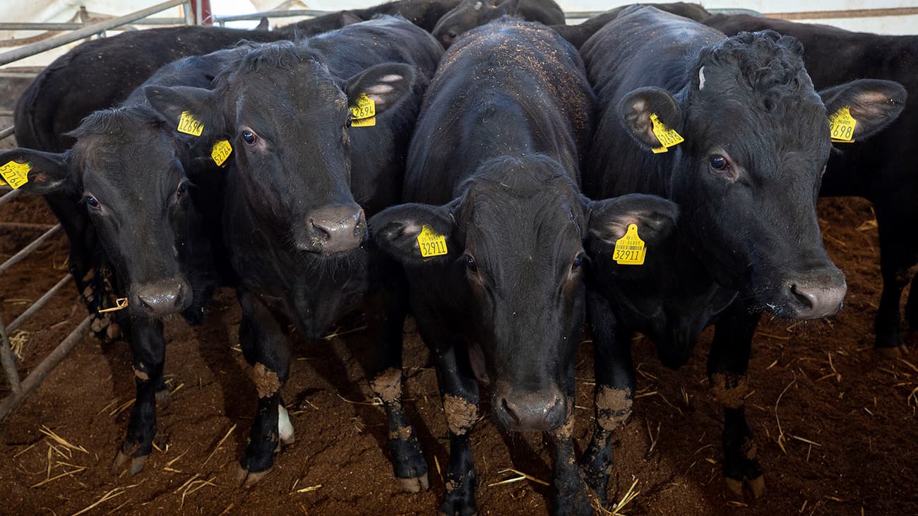 Group of Black Kingsbury Wagyu Beef Cattle 